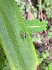 Condylostylus longicornis