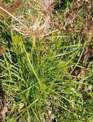 Carex bohemica