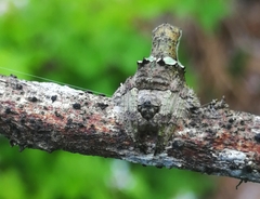 Pozonia