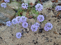 Iberis linifolia dunalii