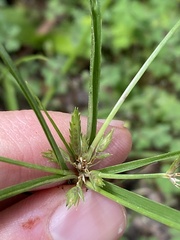 Cyperus compressus