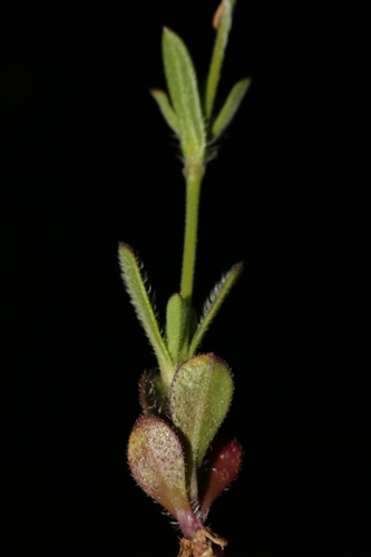 Silene gallica