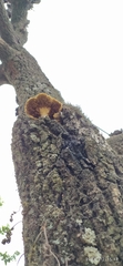 Fungi