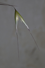 Avena barbata