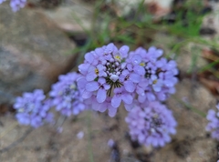 Iberis linifolia dunalii