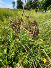 Cicuta maculata victorinii