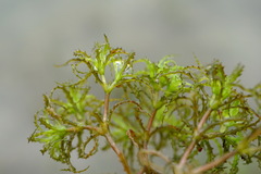 Najas minor