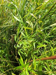 Cicuta maculata victorinii