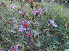 Dieteria canescens