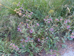 Dieteria canescens