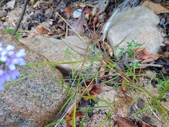 Iberis linifolia dunalii