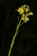 Rapistrum rugosum