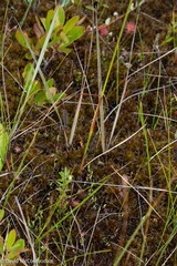 Eriophorum virginicum
