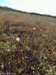 Eriophorum virginicum