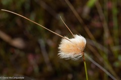 Eriophorum virginicum
