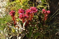 Sempervivum arachnoideum