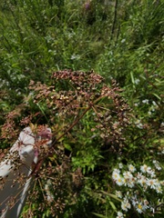 Cicuta maculata victorinii