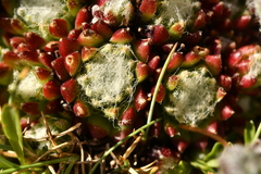 Sempervivum arachnoideum