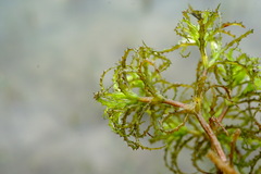 Najas minor