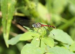 Sympetrum ambiguum