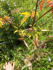 Cicuta maculata victorinii