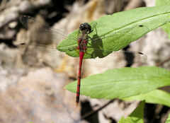 Sympetrum ambiguum