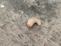Curculio glandium