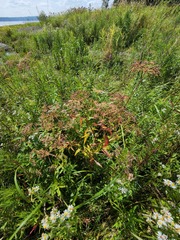 Cicuta maculata victorinii