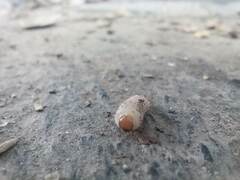 Curculio glandium