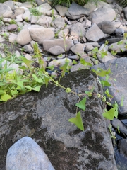 Persicaria perfoliata