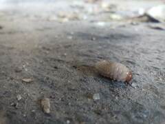 Curculio glandium