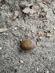 Curculio glandium