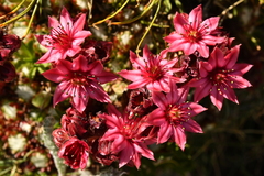 Sempervivum arachnoideum