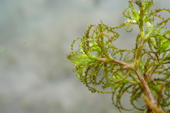 Najas minor