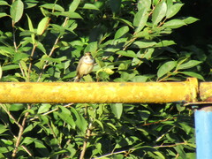Luscinia svecica
