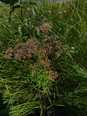 Cicuta maculata victorinii