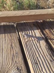 Callisaurus draconoides