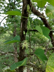 Passiflora lutea