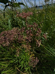 Cicuta maculata victorinii