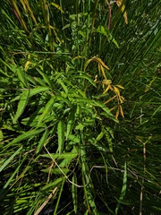 Cicuta maculata victorinii