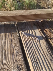 Callisaurus draconoides