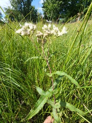 Eupatorium perfoliatum