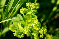 Alchemilla micans