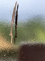 Phasmomantis sumichrasti