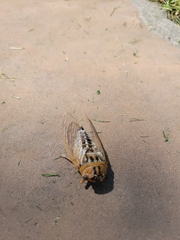 Megatibicen dealbatus