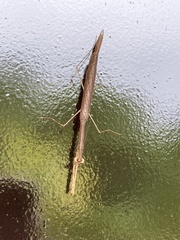 Phasmomantis sumichrasti