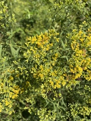 Gutierreziinae