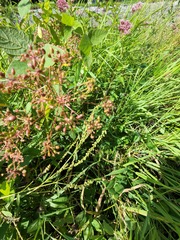 Cicuta maculata victorinii