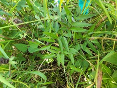 Cicuta maculata victorinii