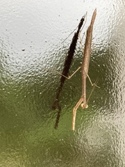 Phasmomantis sumichrasti